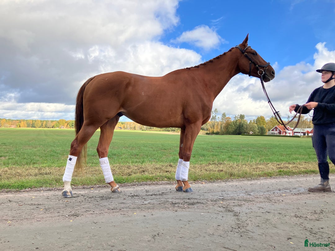 Allround hästar till salu: Underbar snäll och trevlig kille  i Skara - Annons 3