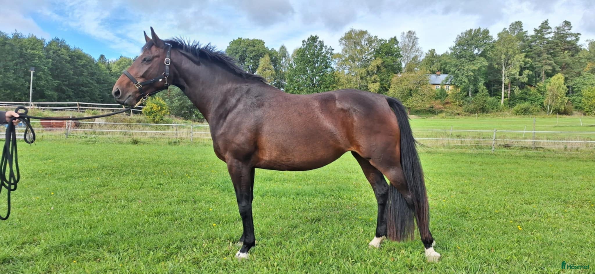  hästar Dräktigt sto säljes - Annons 1