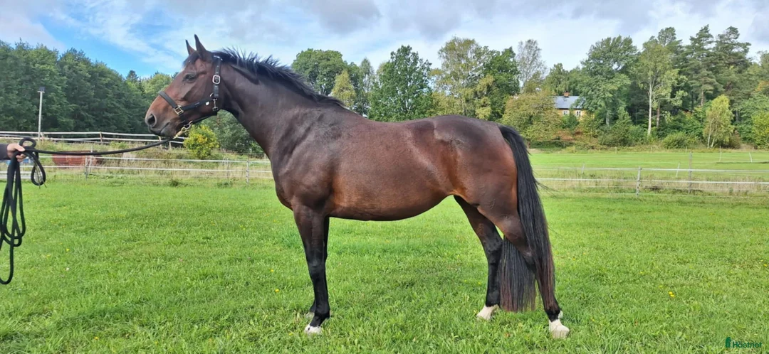 Allround hästar till salu: Dräktigt sto säljes - Annons 1