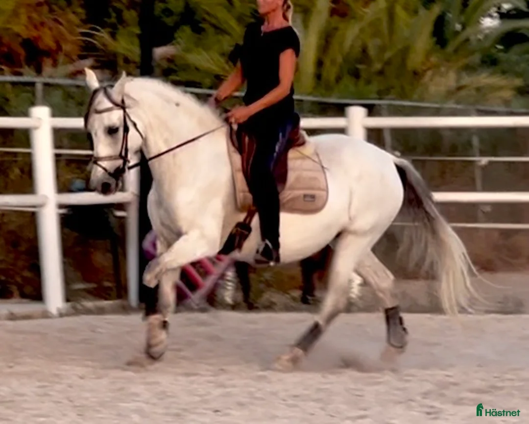 Allround hästar till salu: 🦄9-årigt allround sto🦄 - Annons 8