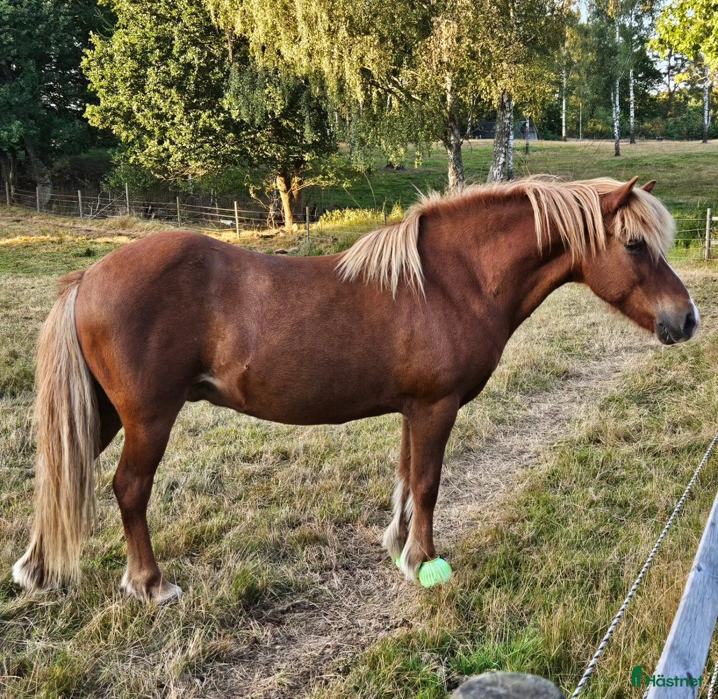  hästar Härlig mysfarbror - Annons 1