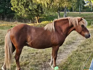 hästar Härlig mysfarbror - Annons 1