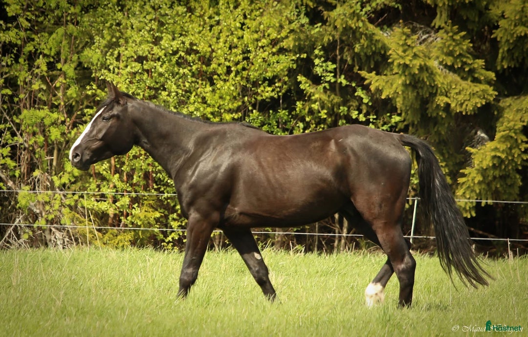 Allround hästar till salu: Varmblods travare  i Kåge - Annons 2