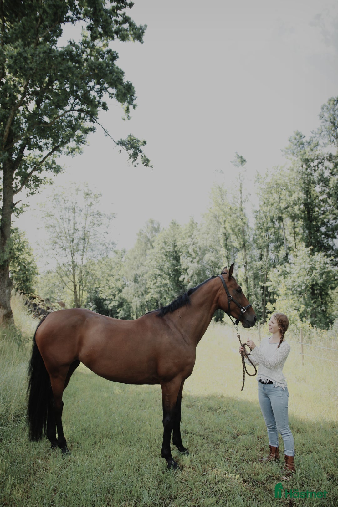 Allround hästar till salu: Underbar familjehäst/skogsmulle/mottagarsto! i Vena - Annons 2