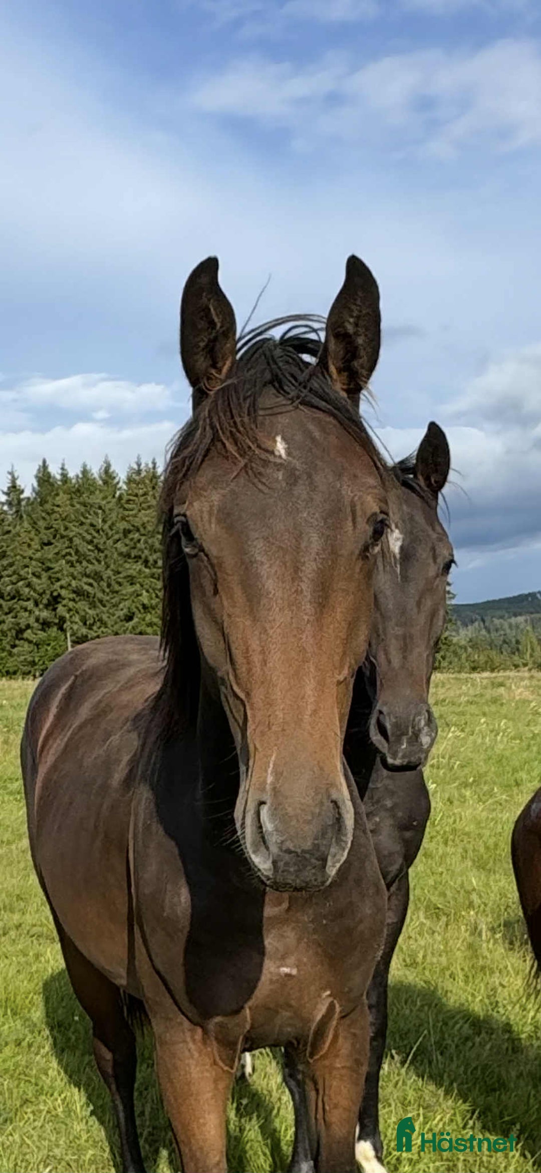 Hoppning hästar till salu: Don't Touch Tiji Hero! i Östra Ämtervik - Annons 2