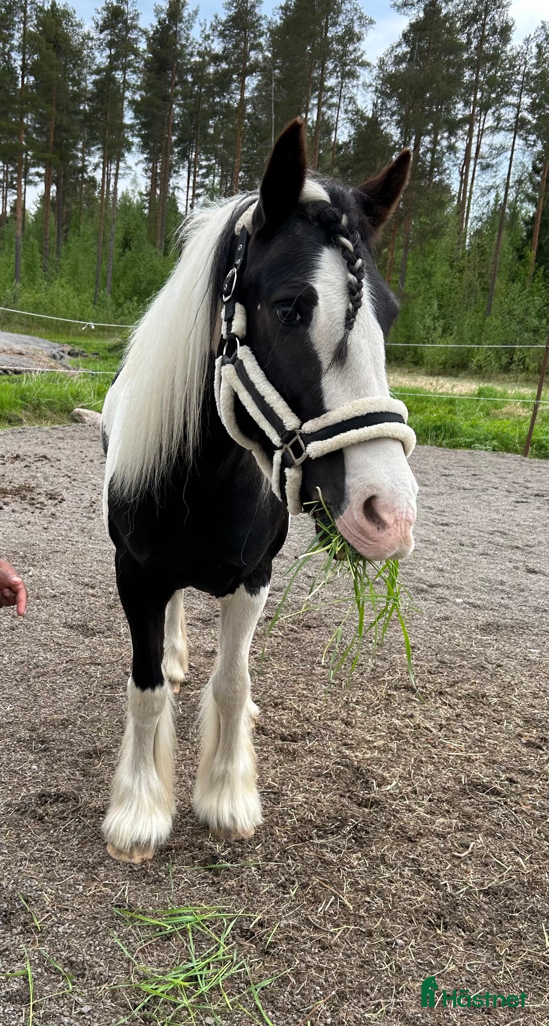 Allround hästar till salu: Snäll d-ponny i Sjulsmark - Annons 2