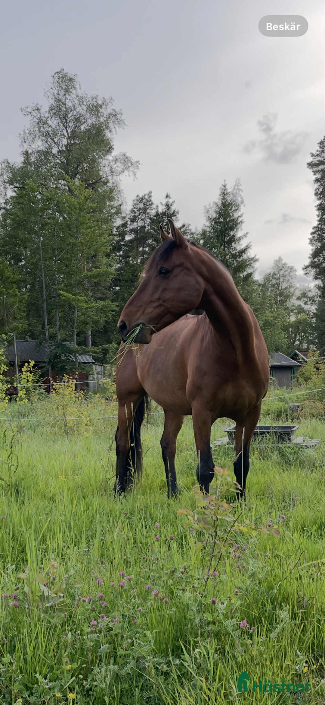 Allround hästar till salu: Lasse söker hem med uteritter och ev körning i Åkersberga - Annons 6