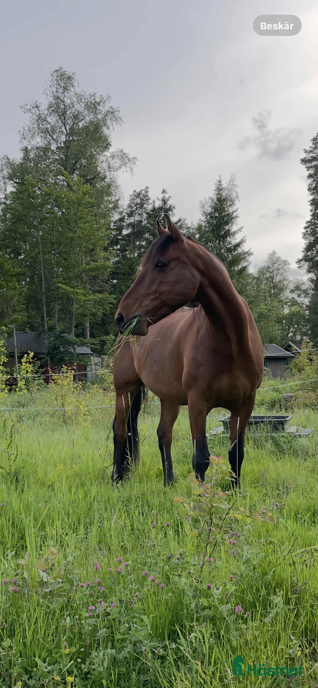 Allround hästar till salu: Lasse söker hem med uteritter och ev körning - Annons 6