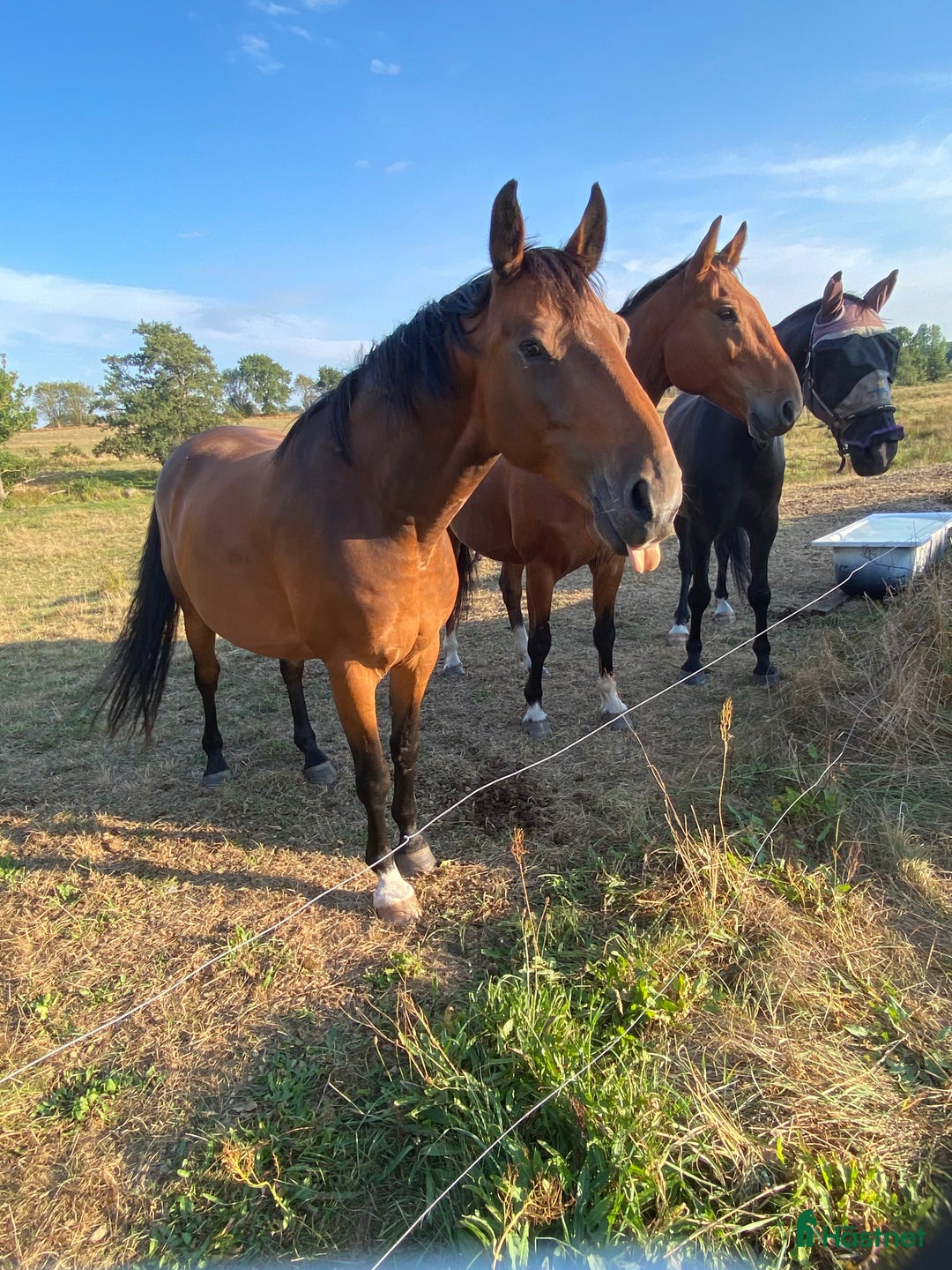  foderhäst finnes: Fodervärd eller annat upplägg! i Lövestad - Annons 1