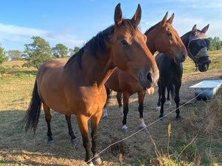foderhäst Fodervärd eller annat upplägg! i Lövestad - Annons 7