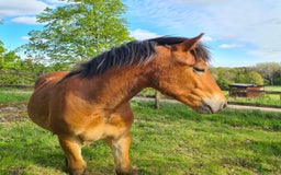 Körning hästar till salu: Mysig kille 1 årig hingst. i Moheda - Bild 3