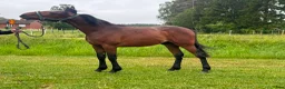 Trav hästar till salu: 1 års val e Hayden Hanover - Annons 7