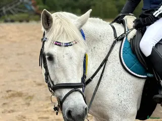 hästar Vi söker nytt hem åt en riktigt pärla! - Annons 2