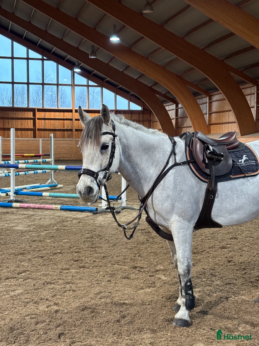 Hoppning hästar till salu: Charmig valack  i Örebro - Annons 2