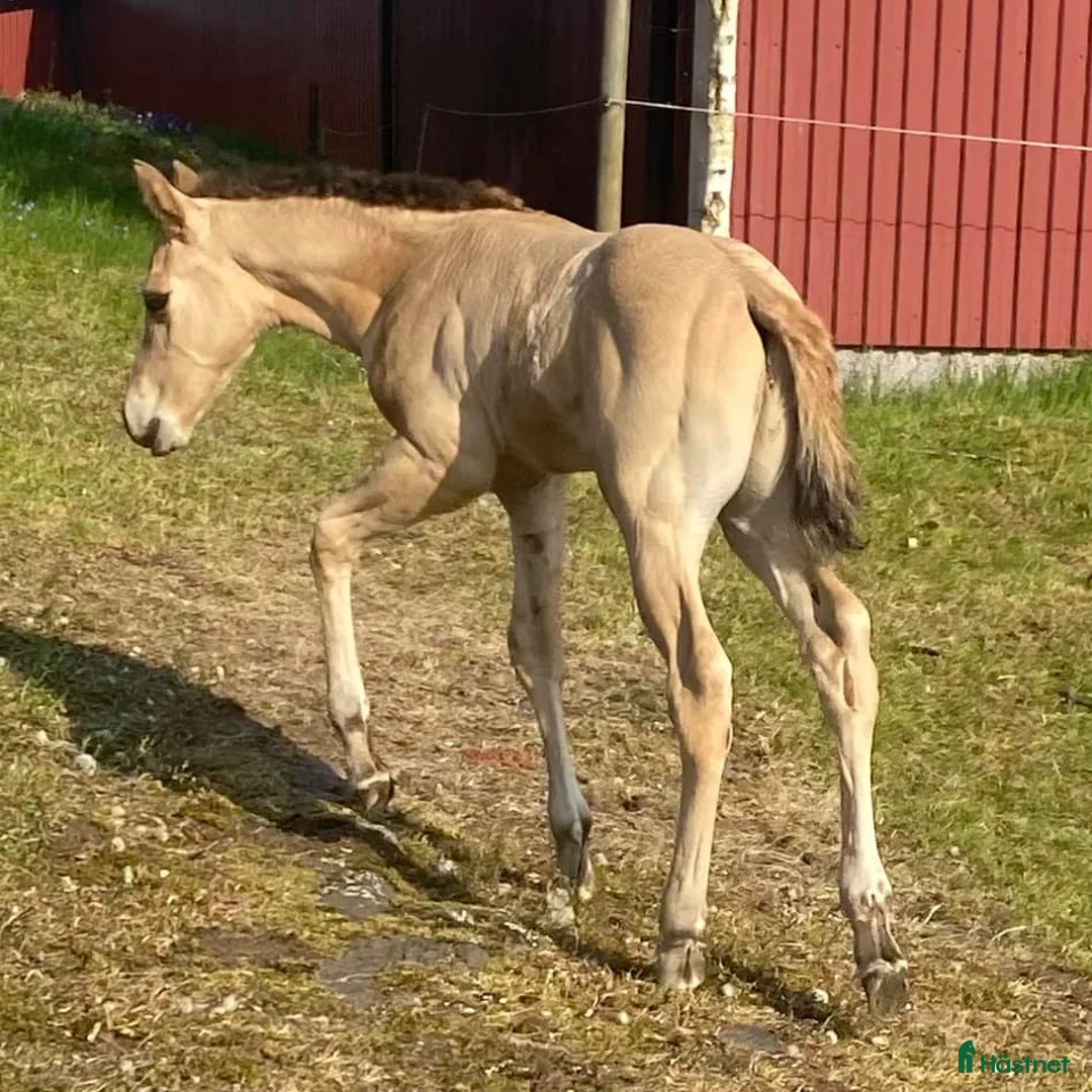 Western hästar till salu: *BOKAD* DC Genuine Starlight - Annons 5