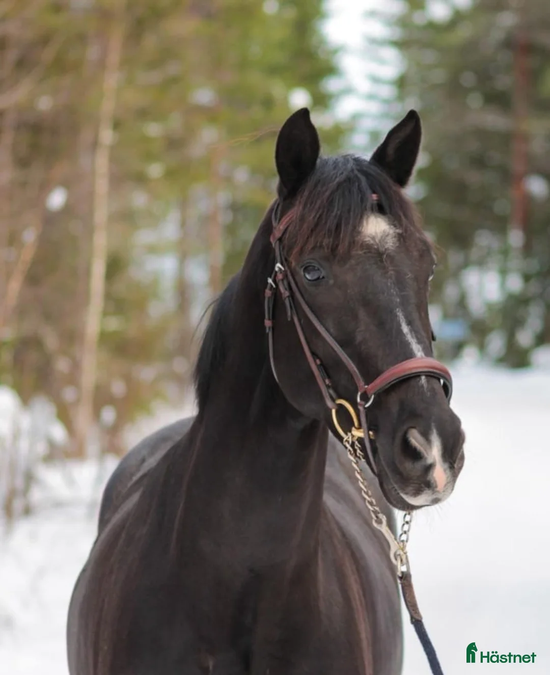 Dressyr hästar till salu: KWPN valack, 6 år - Annons 1