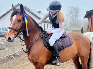 hästar Tillfälle att införskaffa er en Rosettplockare! - Annons 3