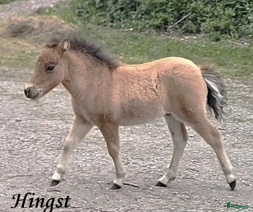  hästar 2 Amerikanska Miniatyr hingstföl i Hofors - Annons 8