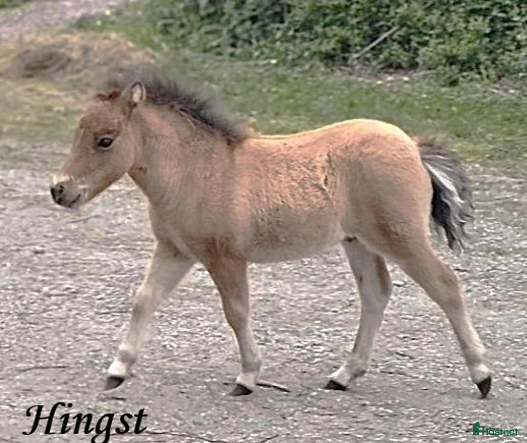 Allround hästar till salu: 2 Amerikanska Miniatyr hingstföl i Hofors - Annons 1