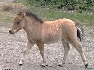 hästar 2 Amerikanska Miniatyr hingstföl i Hofors - Annons 17