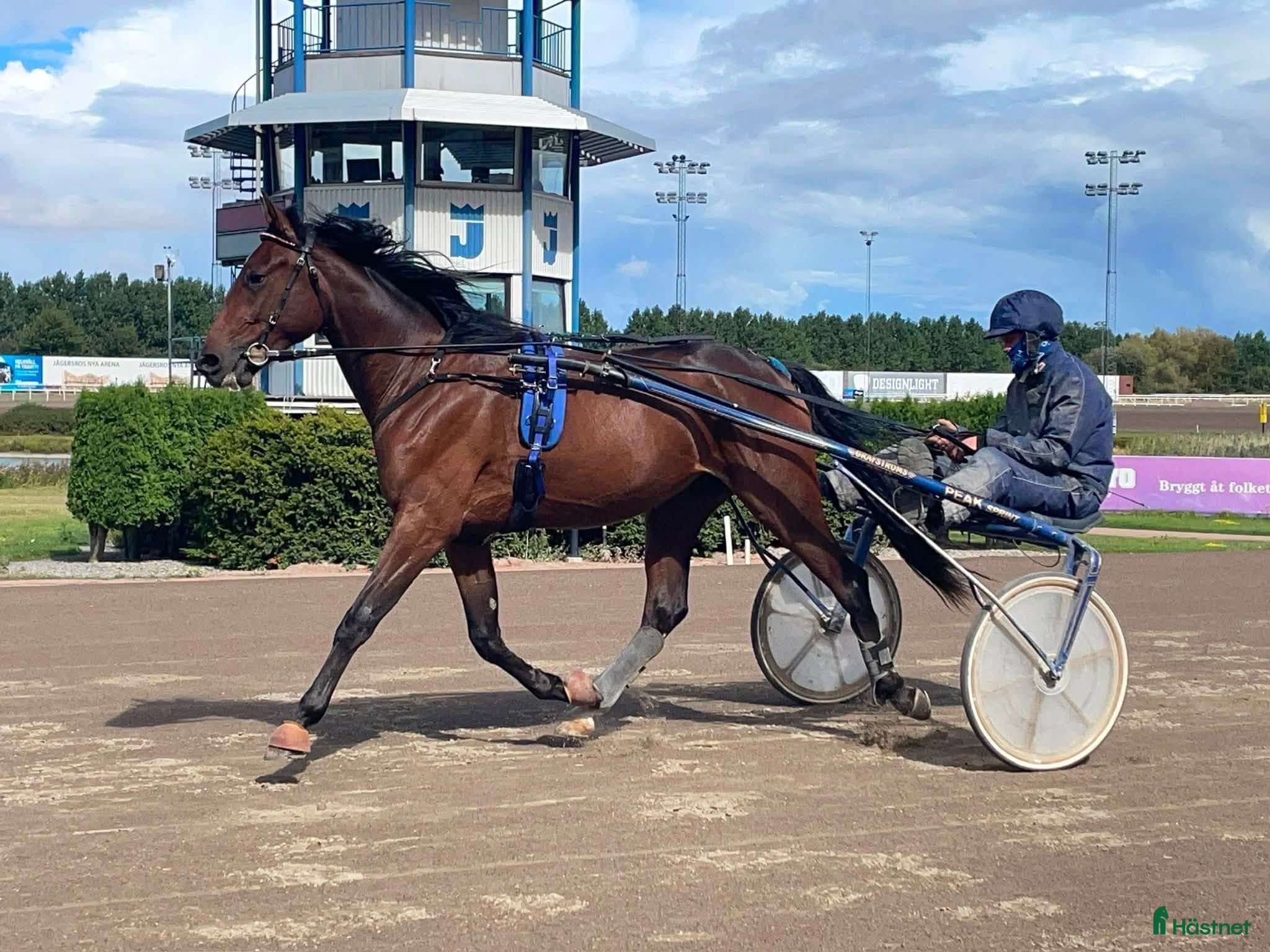  hästar Kapabel 2-årig valack - Annons 1