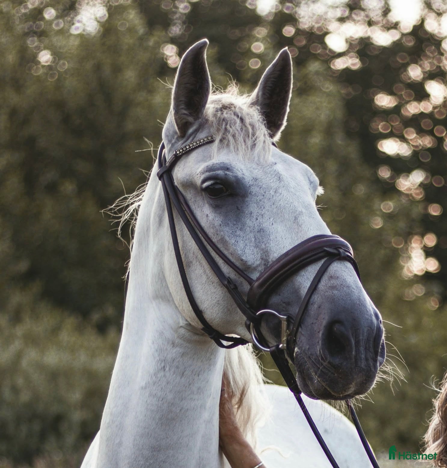  hästar Charmig PRE - Annons 2