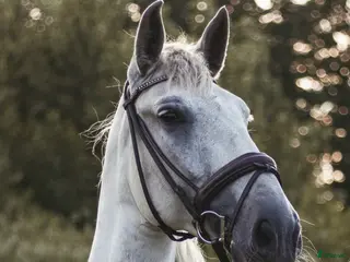 hästar Charmig PRE - Annons 2