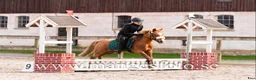 Allround hästar till salu: Snäll,mild,söt! 🎀 B ponny valack 🎀 - Annons 23