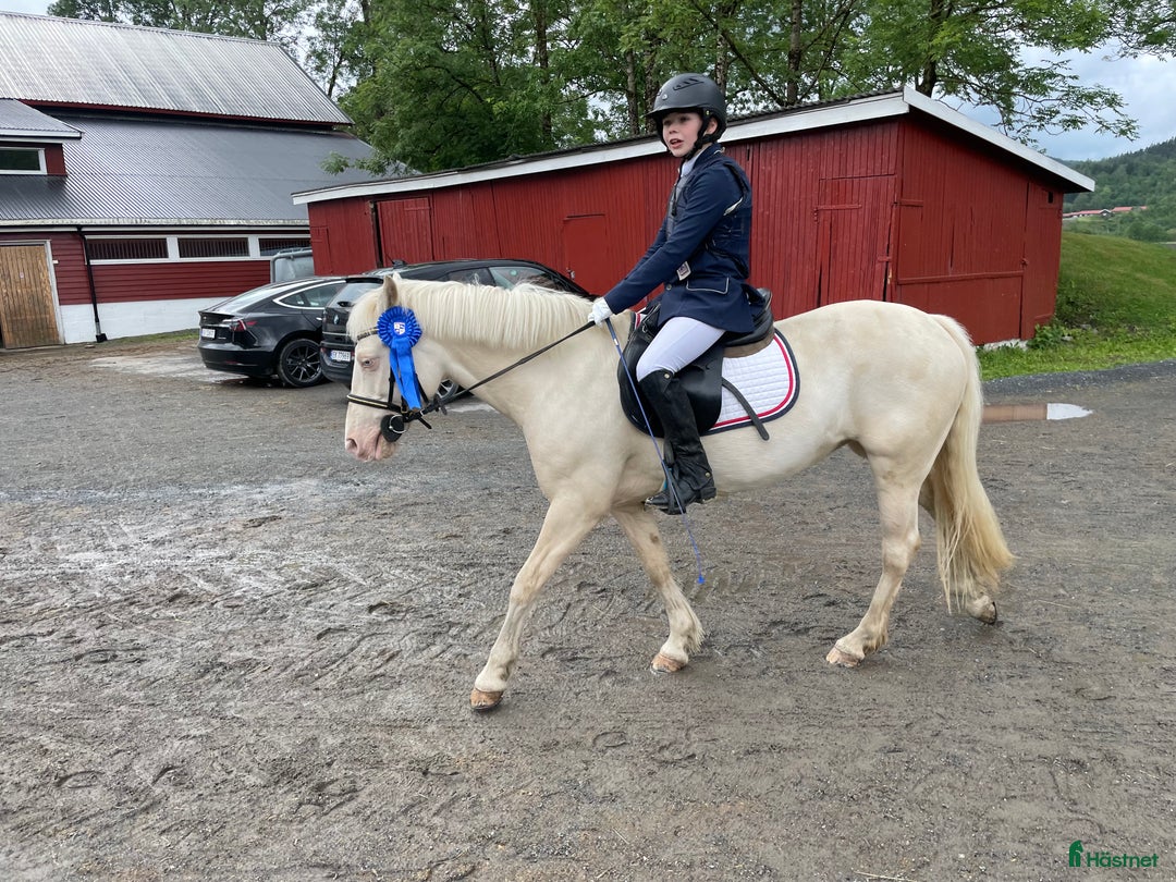 Allround hästar till salu: Trevlig c ponny i Lerum - Bild 20