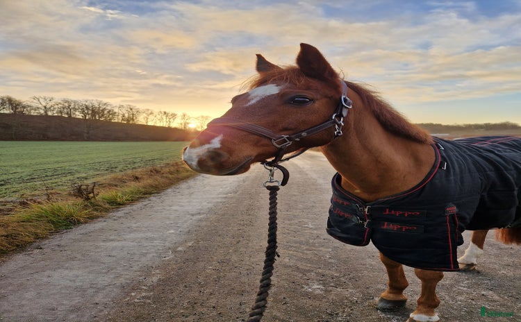  hästar i Farsta - Annons 13