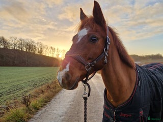 hästar Personligt dressyrponny säljes i Farsta - Annons 2