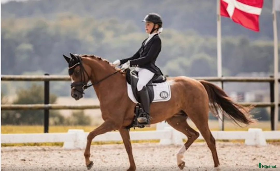 Dressyr hästar till salu: Lovely dressagepony - Annons 2