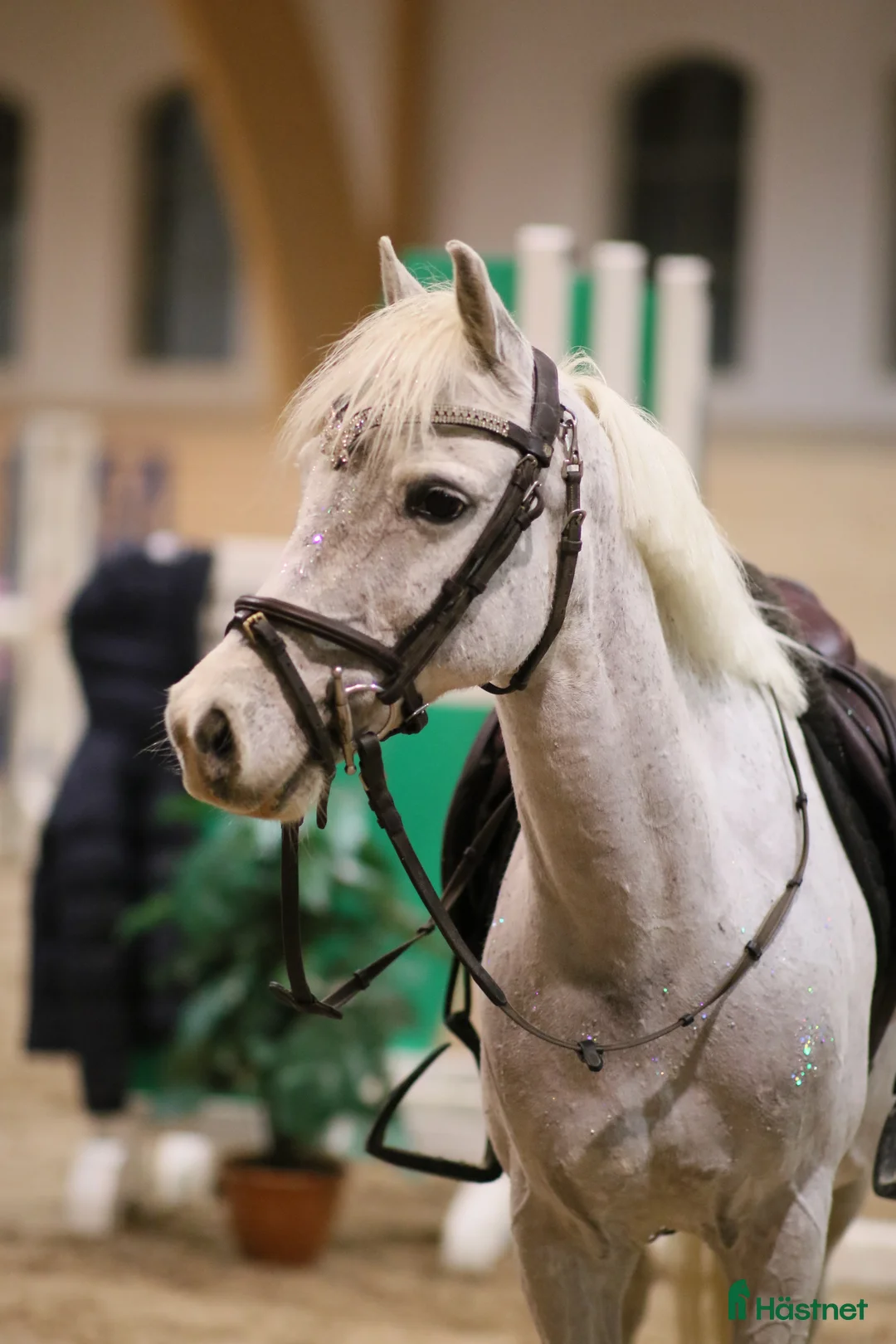 Hoppning hästar till salu: Svårklass ponny i Fjärås - Annons 2