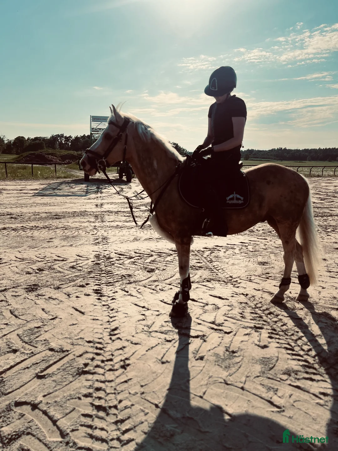 Allround hästar till salu: Fantastisk c-ponny söker sin bästa vän! - Annons 4