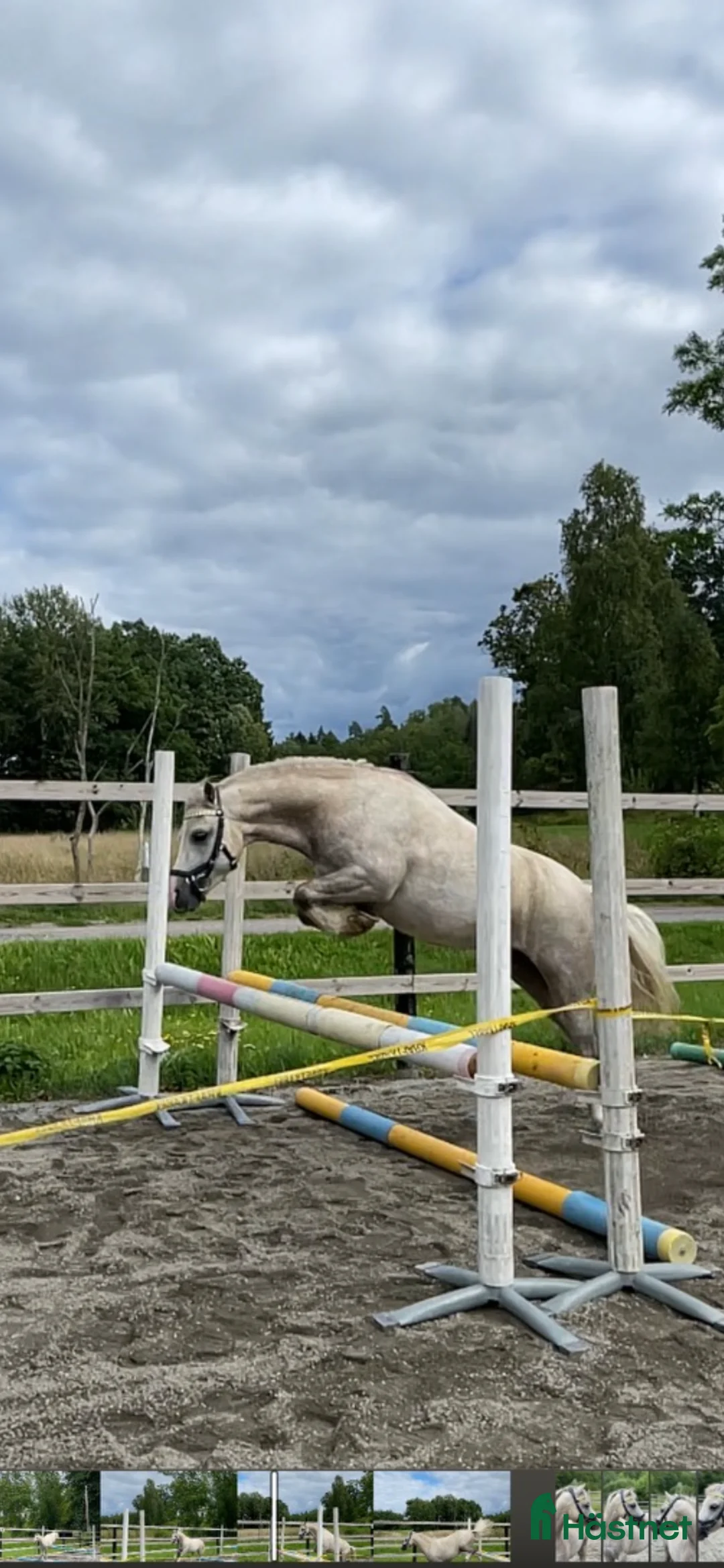 Allround hästar till salu: Vår sagoponny är till salu - Annons 2