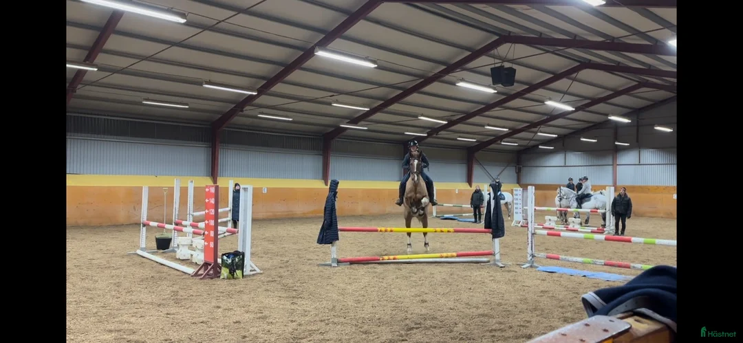 Allround hästar till salu: Läromästare Allround  - Annons 4