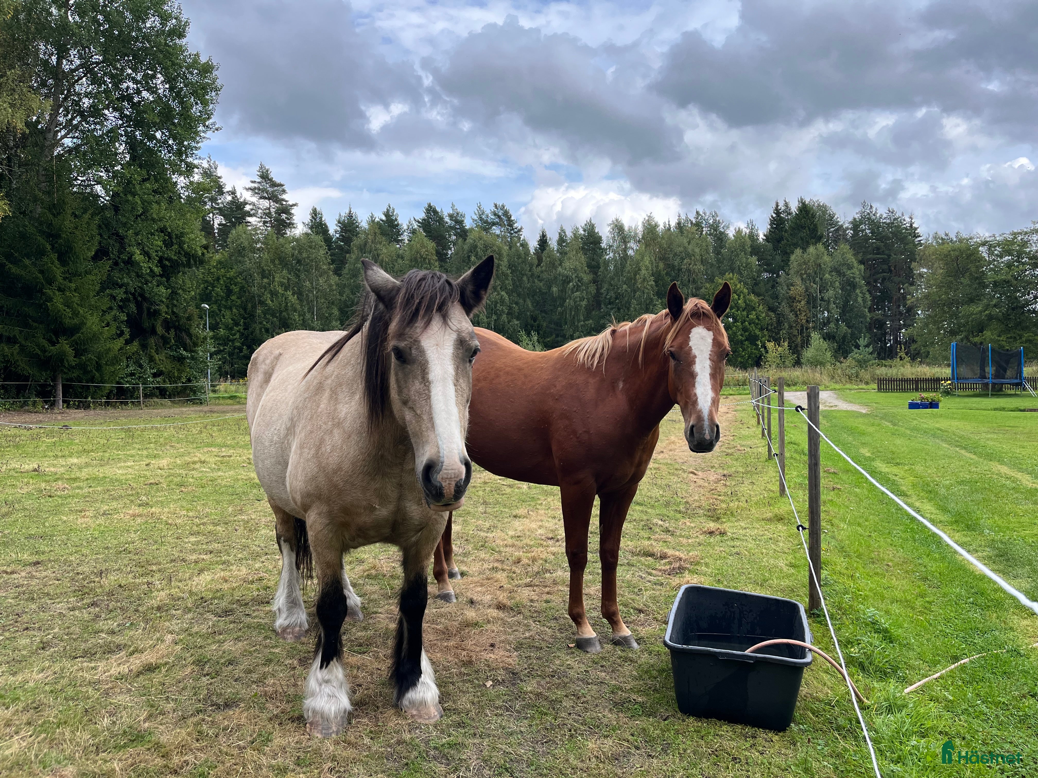  medryttarhäst finnes: Medryttare sökes i Valbo - Annons 8