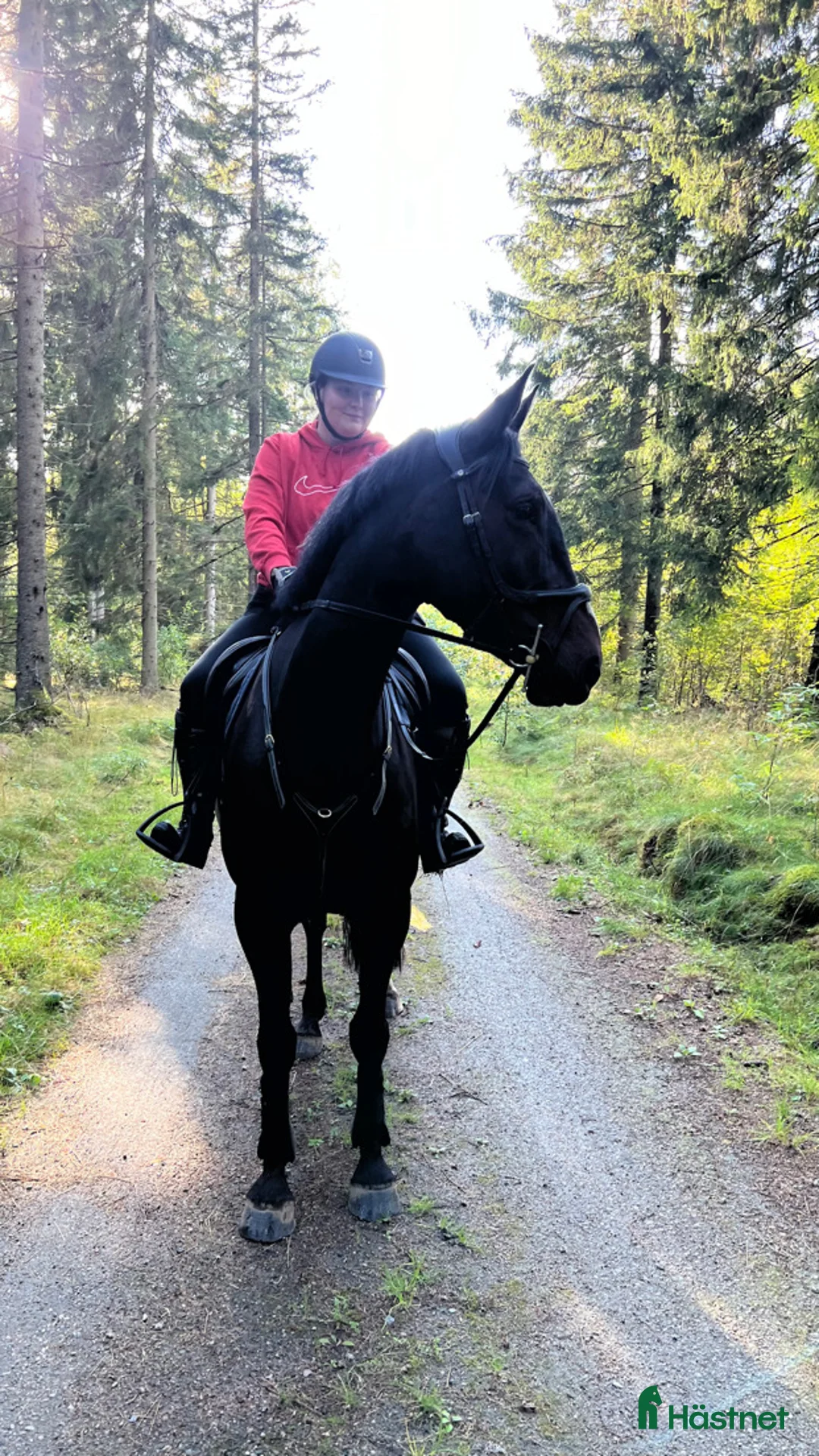 Allround hästar till salu: En häst med utstrålning  - Annons 4