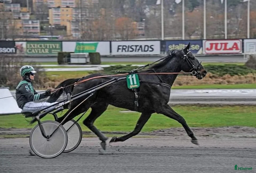 Allround hästar till salu: Trav-valack i Visby - Annons 2