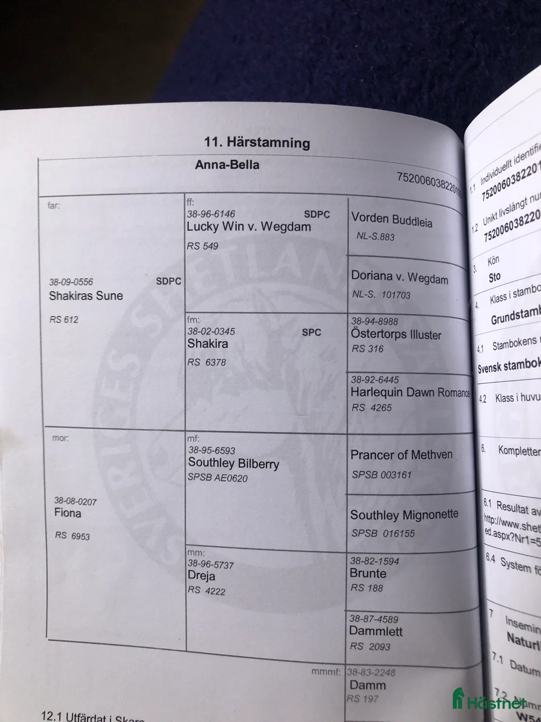 Allround hästar till salu: Fina Anna Bella  - Annons 5