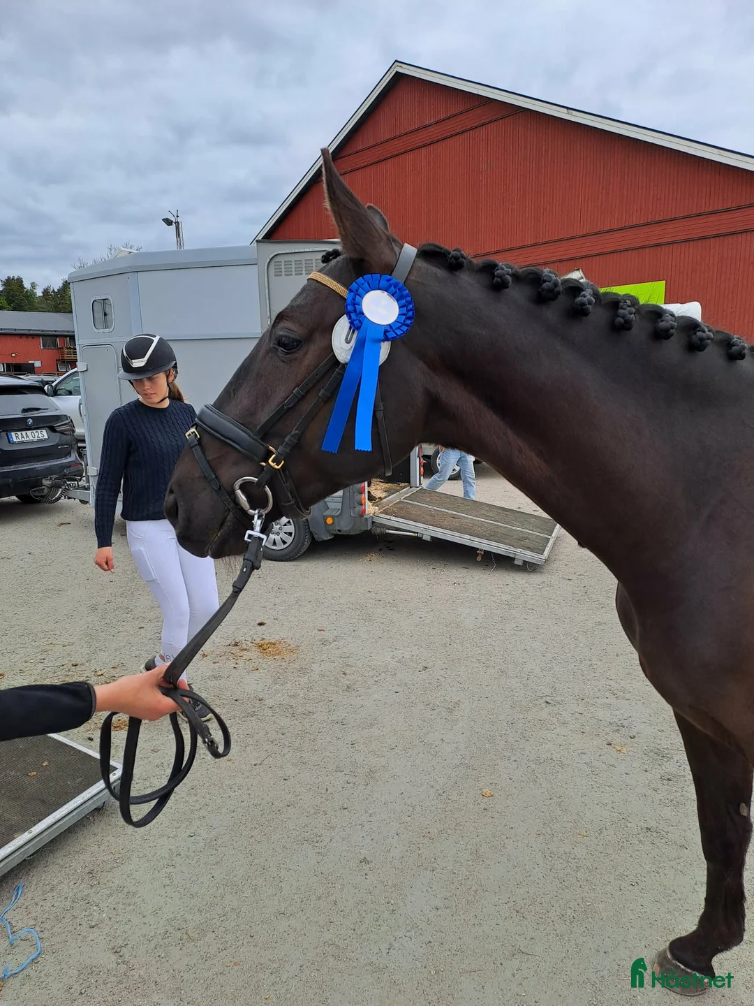Dressyr hästar till salu: Dressyrtalang 5 årig valack e Americano GJ  i Skärhamn - Annons 3