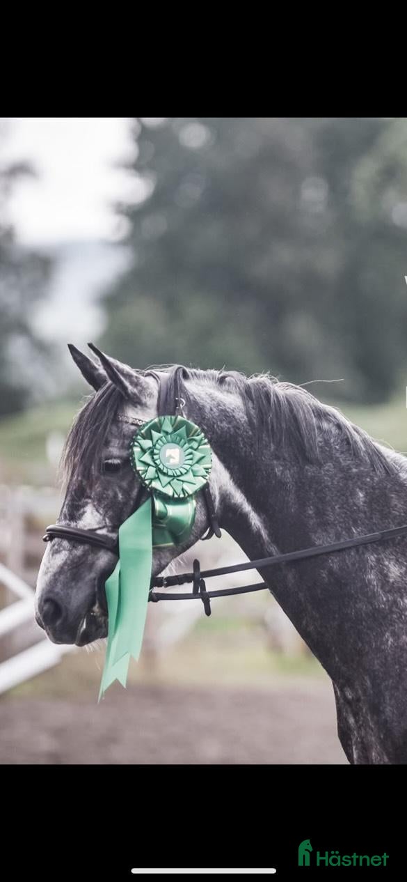  hästar D-ponny sto till salu – hoppglad med mycket energi i Bollstabruk - Annons 9