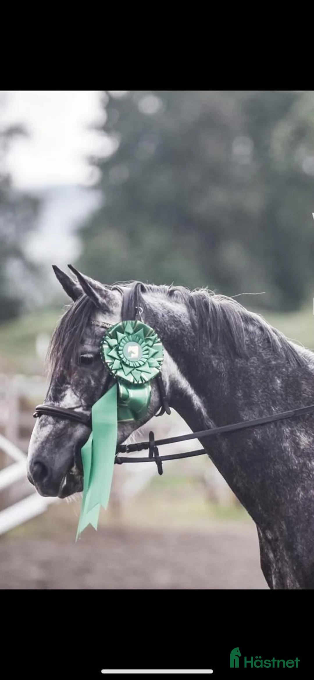Hoppning hästar till salu: D-ponny sto till salu – hoppglad med mycket energi - Annons 1
