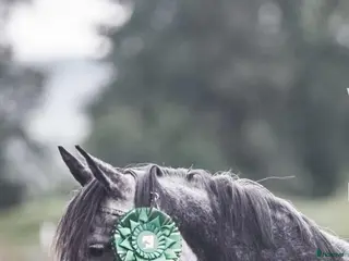 hästar D-ponny sto till salu – hoppglad med mycket energi - Annons 1