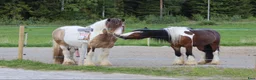 Allround hästar till salu: Gypsy Cob selges! - Annons 24
