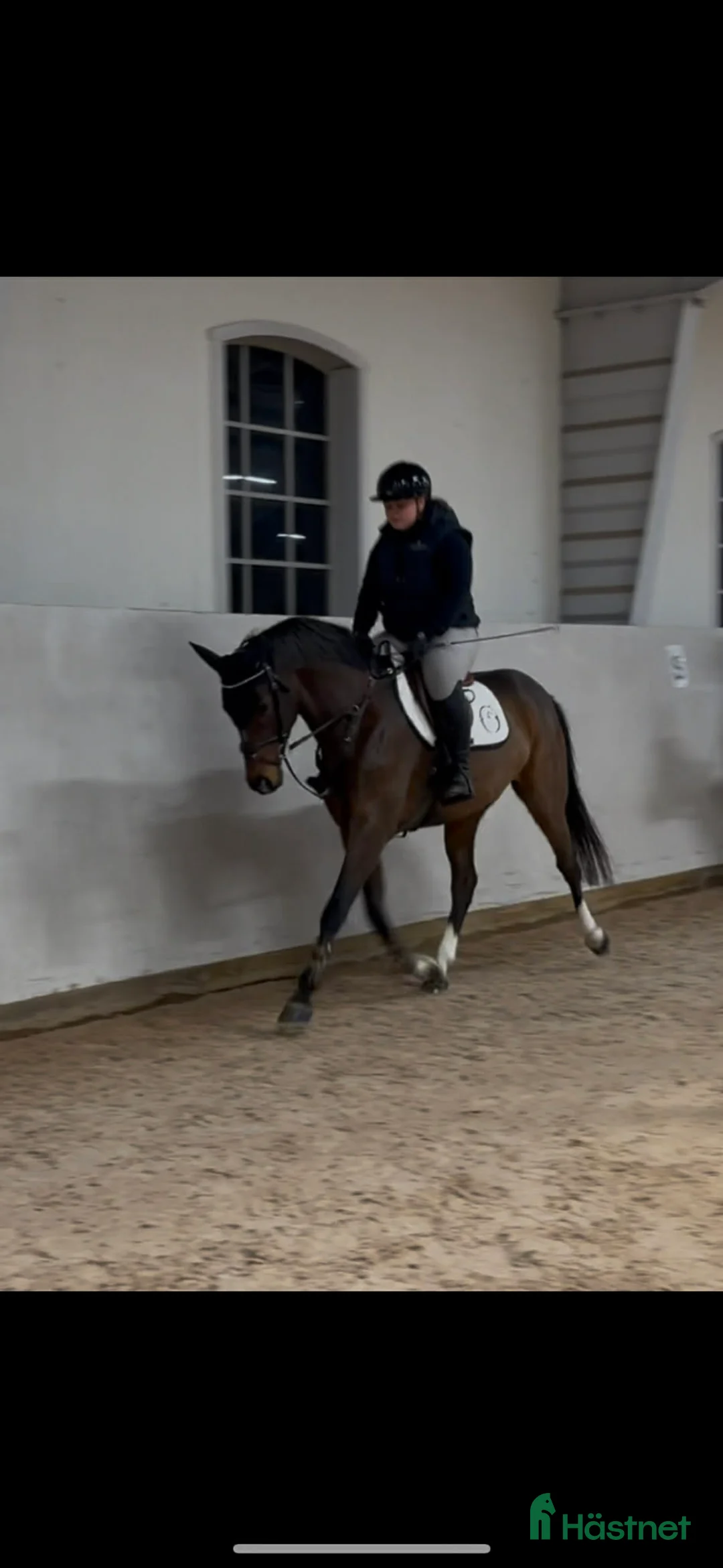 Dressyr hästar till salu: Fint sto e. Suarez - Cortez  - Annons 3