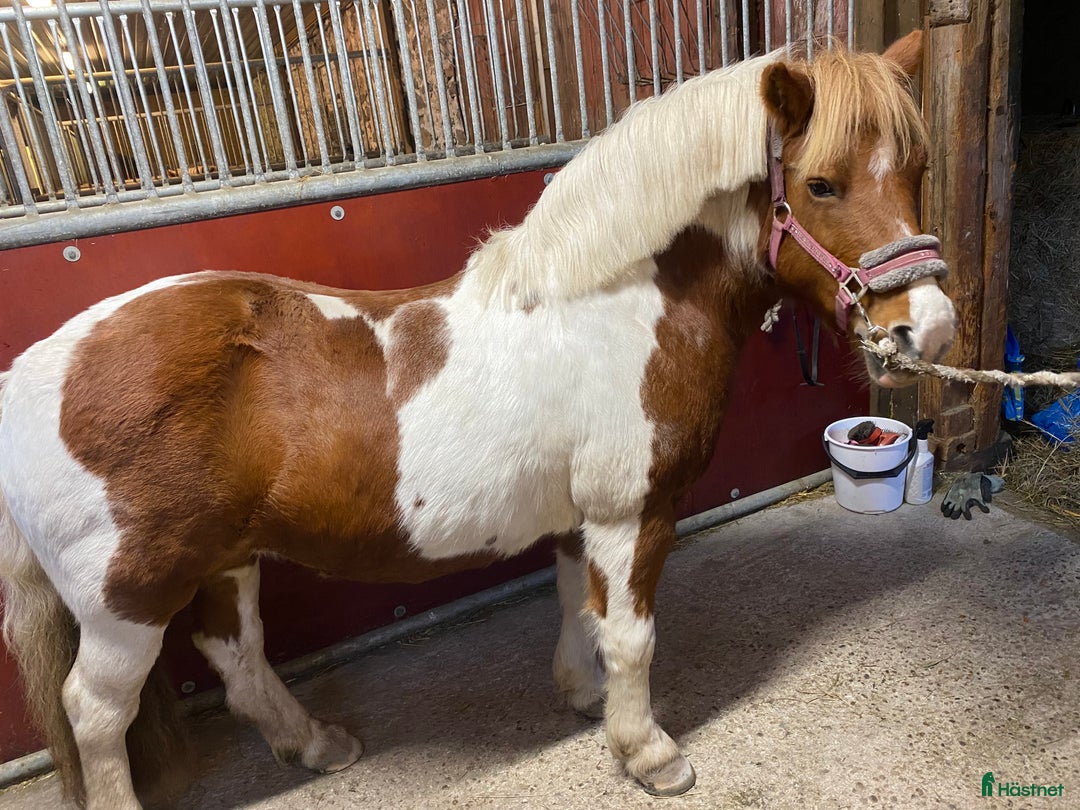 Allround hästar till salu: Söt B-ponny till salu i Sala - Annons 3