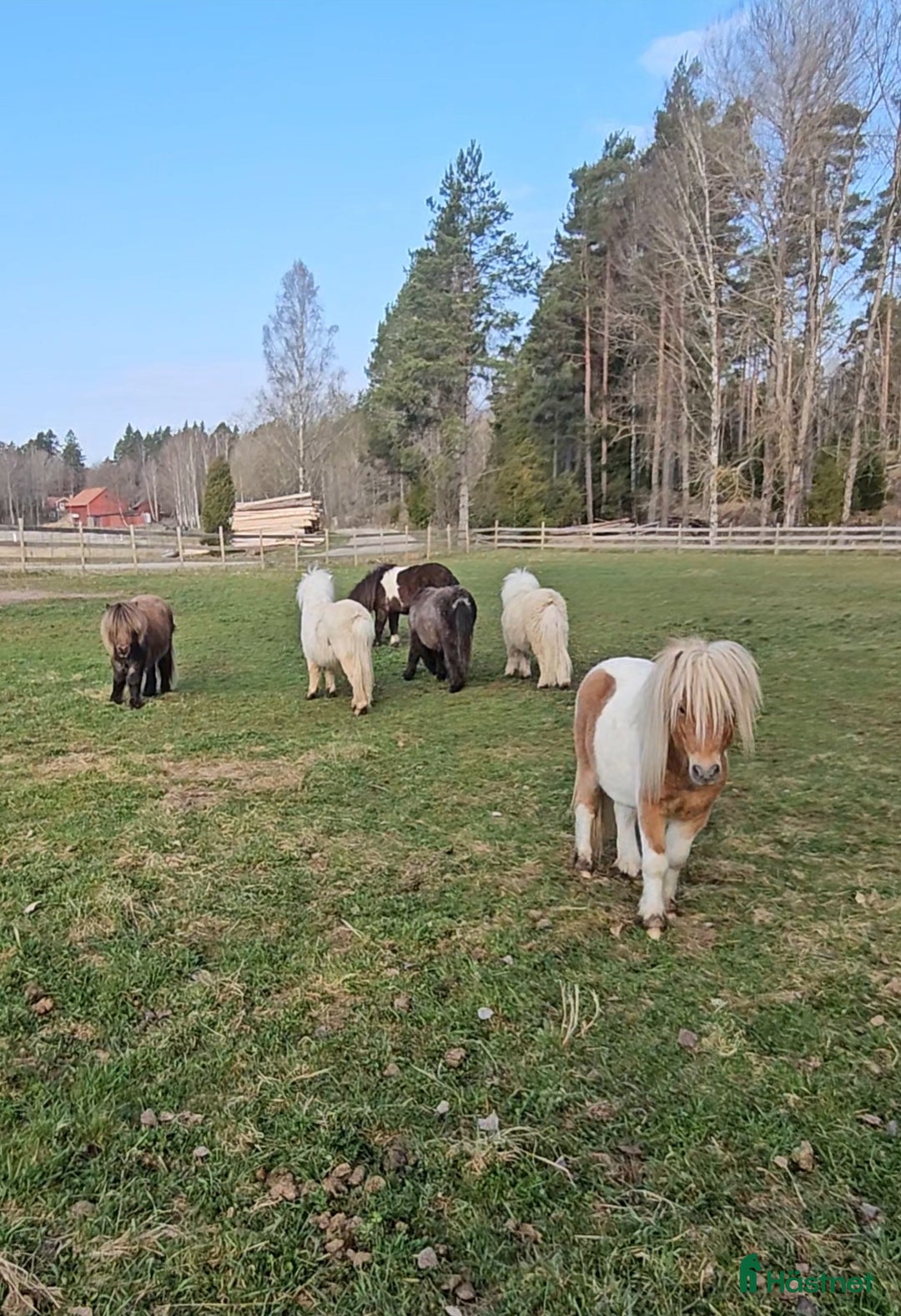  foderhäst finnes: Minihingstar i Ramnäs - Annons 1