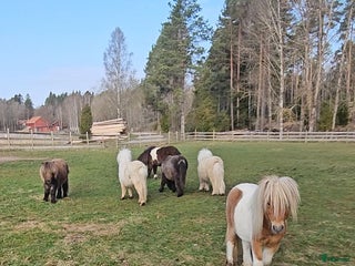 foderhäst Minihingstar i Ramnäs - Annons 6