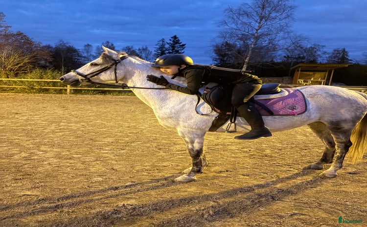  hästar i Hölö - Annons 13